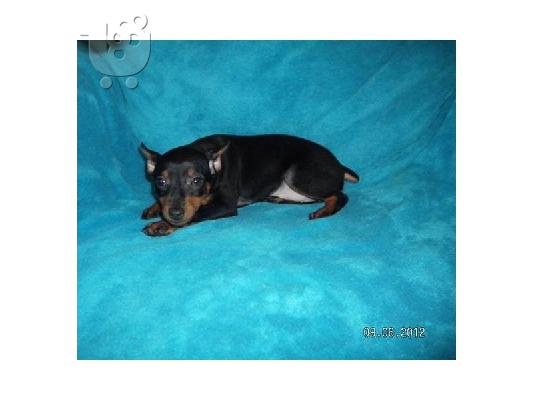 χαριτωμένος και αξιολάτρευτο κουτάβι Pinscher για υιοθεσία...